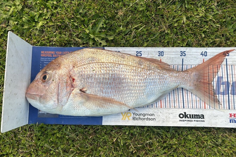 Simeon Hansen caught this 41.5cm Snapper at Whakatane during The Export NZ Fishing Competition