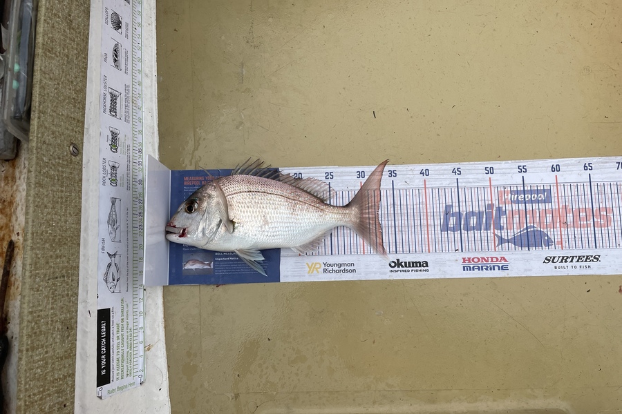 Lee Paetai caught this 32.5cm Snapper at Hauraki Gulf during The Export NZ Fishing Competition