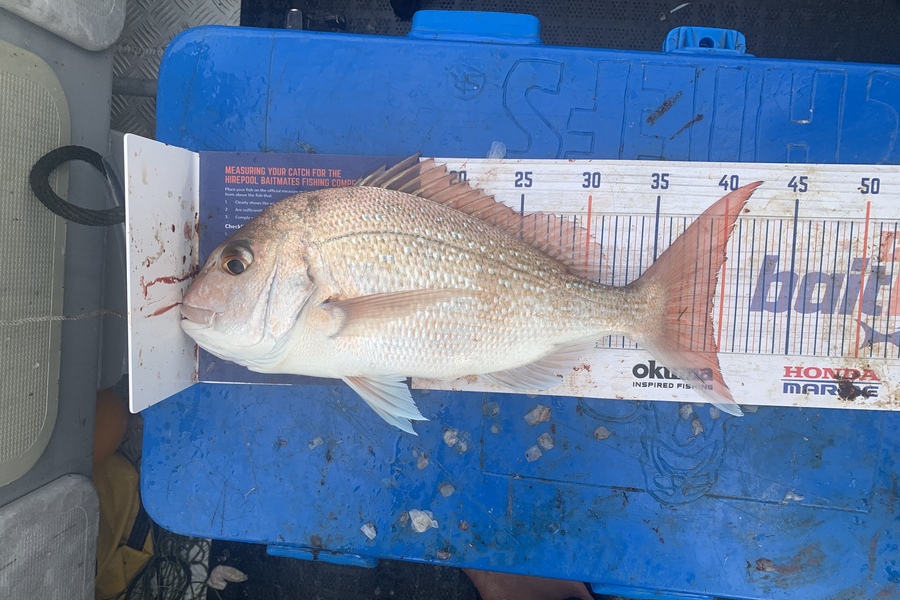 Timi Puia caught this 39.5cm Snapper at Ruakaka during The Export NZ Fishing Competition