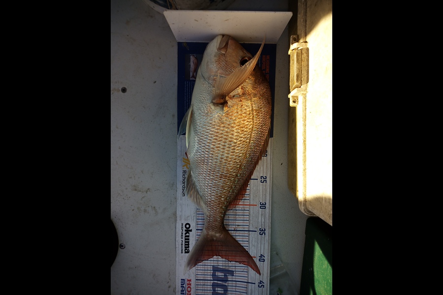 Vladimir Poletaev caught this 40.0cm Snapper at Hauraki gulf  during The Export NZ Fishing Competition