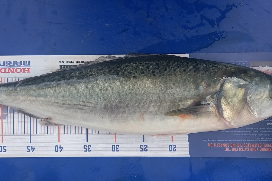 Timi Puia caught this 57.0cm Kahawai at Ruakaka during The Export NZ Fishing Competition