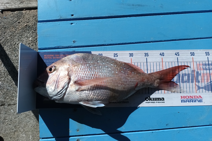 Jason Iorns caught this 42.0cm Snapper at Durville  during The Export NZ Fishing Competition