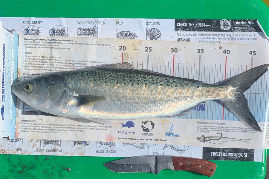 John Ra caught this 43.5cm Kahawai at Houhora during The Export NZ Fishing Competition