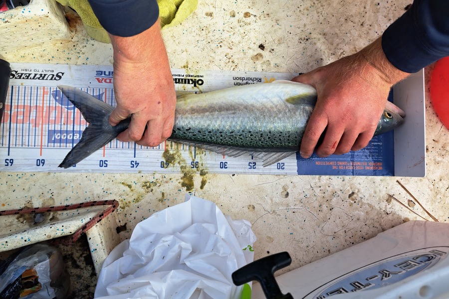 Sam earle caught this 52.0cm Kahawai at Firth during The Export NZ Fishing Competition