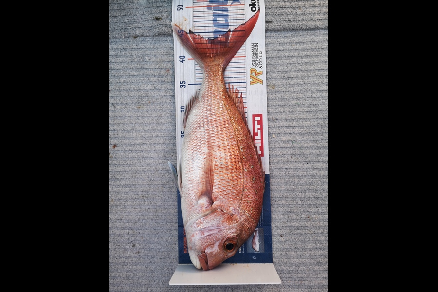 Cassandra Raj caught this 43.5cm Snapper at Coromandel  during The Export NZ Fishing Competition
