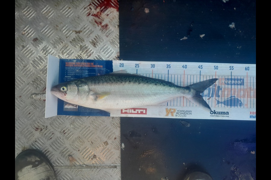 Nigel Sylva caught this 45.0cm Kahawai at Puk bay  during The Export NZ Fishing Competition