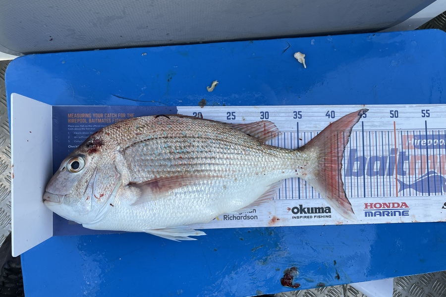 Rob Riley caught this 41.5cm Snapper at Tasman Bay during The Export NZ Fishing Competition