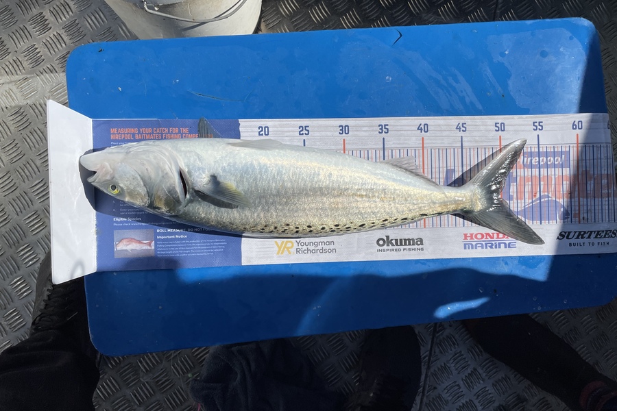 Rob Riley caught this 49.5cm Kahawai at Tasman Bay during The Export NZ Fishing Competition