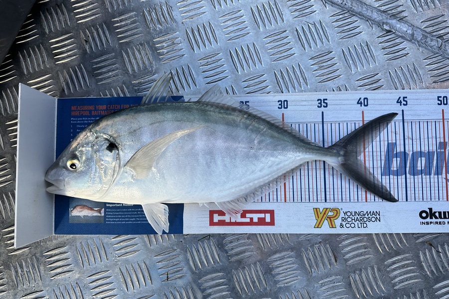 Brent  Exley caught this 39.0cm Trevally at Mana during The Export NZ Fishing Competition