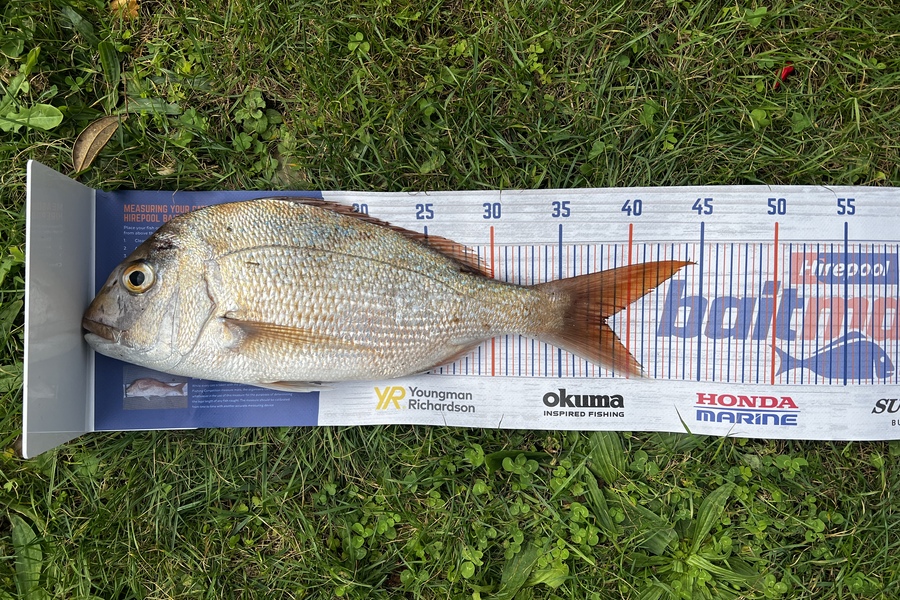 Dallas Abel caught this 38.0cm Snapper at Whangarei during The Export NZ Fishing Competition