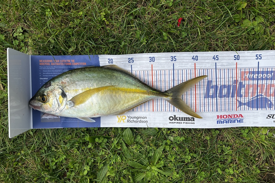 Dallas Abel caught this 36.0cm Trevally at Whangarei  during The Export NZ Fishing Competition