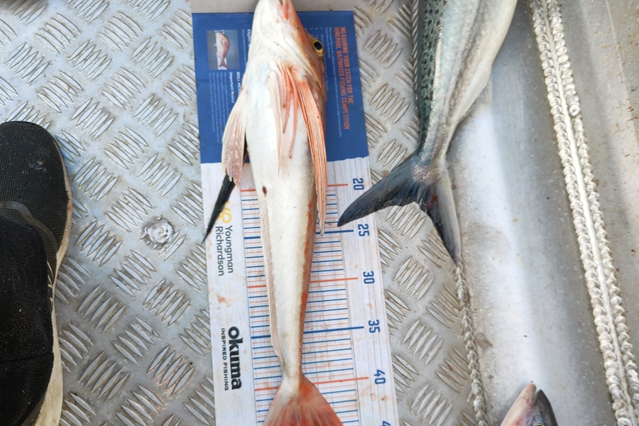 Faaui Tuato caught this 46.5cm Gurnard at Pukerua bay during The Export NZ Fishing Competition