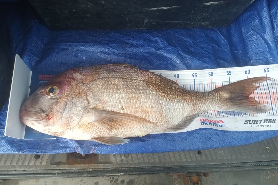 Tom Adams caught this 59.5cm Snapper at Awanui harbour during The Export NZ Fishing Competition