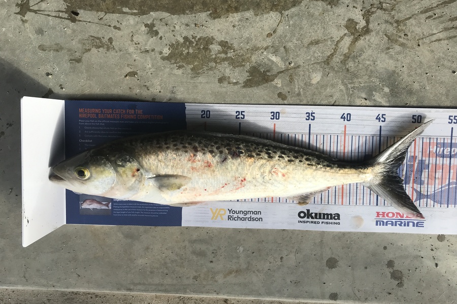 Kraig Steiner caught this 47.5cm Kahawai at Kaipara during The Export NZ Fishing Competition