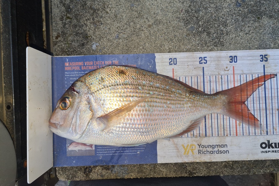 David Kovacs caught this 31.5cm Snapper at Mana during The Export NZ Fishing Competition