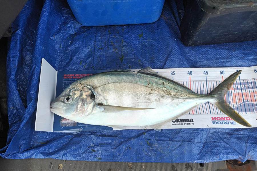 Lisa Adams caught this 49.5cm Trevally at Awanui Harbour  during The Export NZ Fishing Competition
