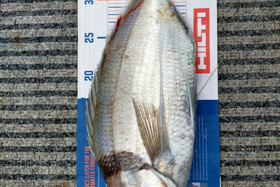 Wayne Farrow caught this 37cm Tarakihi at Whakatane during The Export NZ Fishing Competition