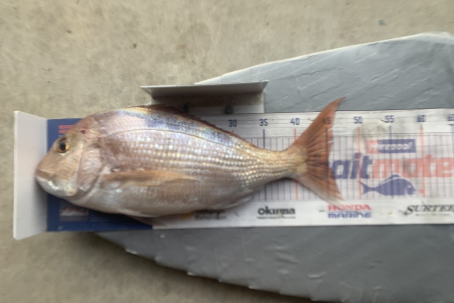 Graeme Duncan caught this 45.0cm Snapper at Bop during The Export NZ Fishing Competition