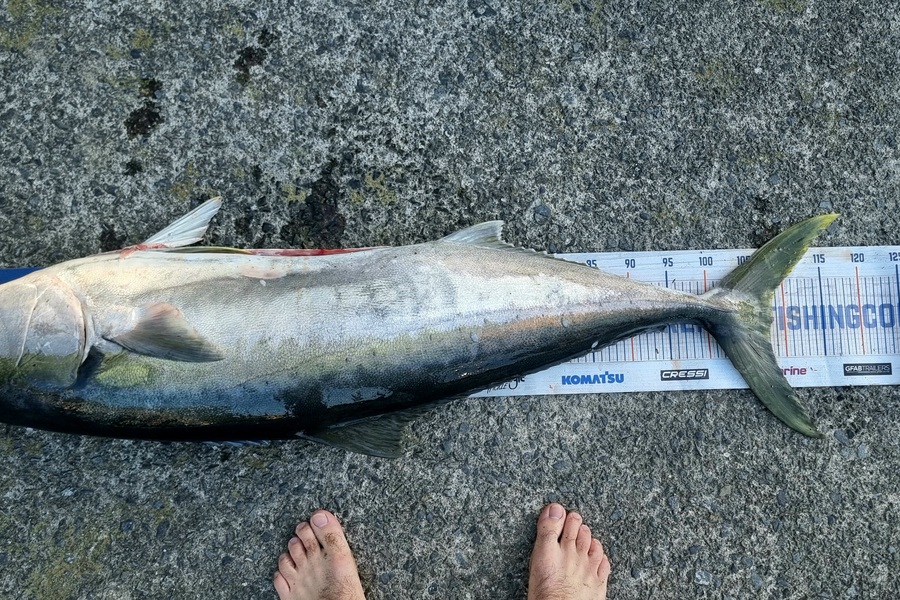Gary Papp caught this 108cm Kingfish at Mana during The Export NZ Fishing Competition
