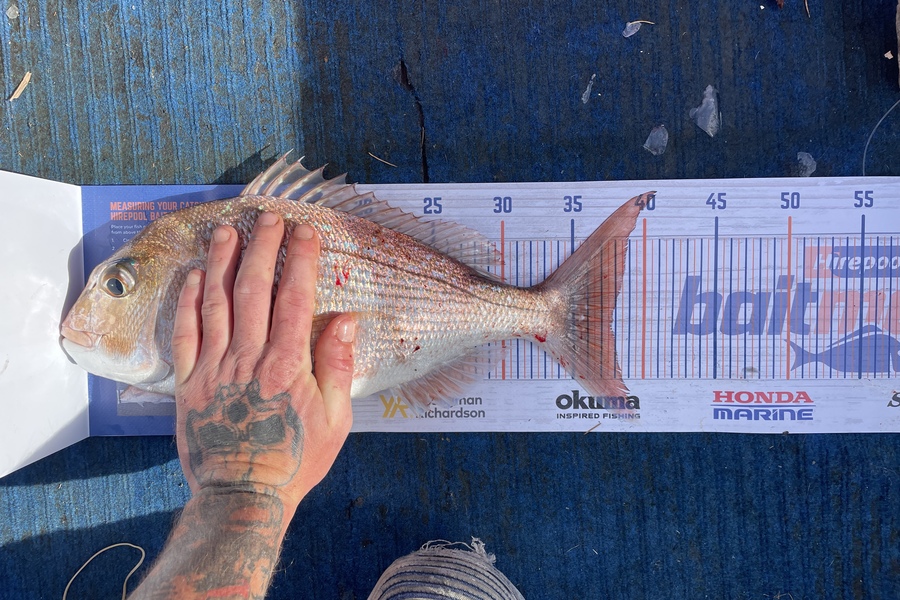 Morgan Campbell caught this 37.5cm Snapper at Thames  during The Export NZ Fishing Competition