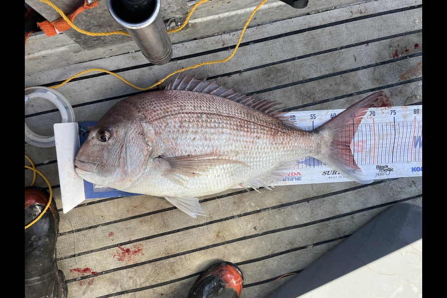 Sam Julian caught this 64.0cm Snapper at Makara during The Export NZ Fishing Competition