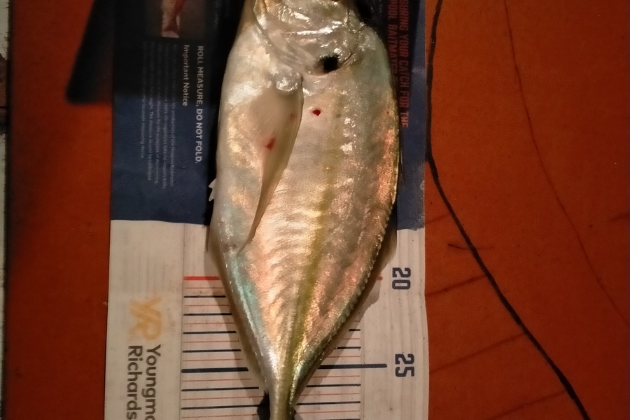 Roger Ratahi caught this 31.0cm Trevally at Taranaki during The Export NZ Fishing Competition