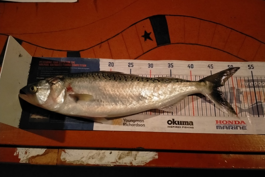Roger Ratahi caught this 46.0cm Kahawai at Taranaki during The Export NZ Fishing Competition