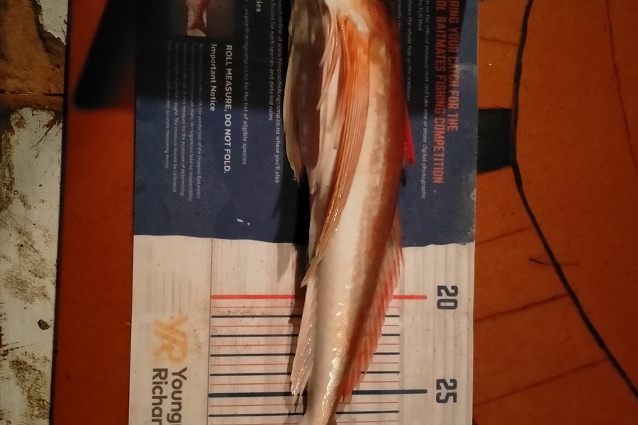 Roger Ratahi caught this 32.0cm Gurnard at Taranaki during The Export NZ Fishing Competition