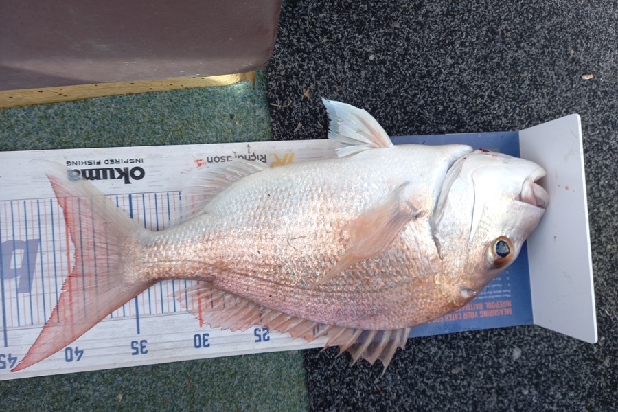 Sandra Dicker caught this 39.5cm Snapper at Kawakawa bay-orerepoint  during The Export NZ Fishing Competition