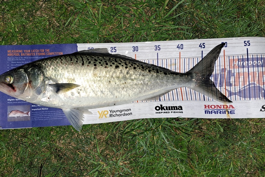 Dylan Ray caught this 46.5cm Kahawai at Takaka during The Export NZ Fishing Competition