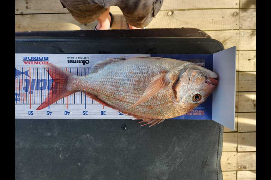 Bradley Scheepers caught this 43.5cm Snapper at Kapiti  during The Export NZ Fishing Competition