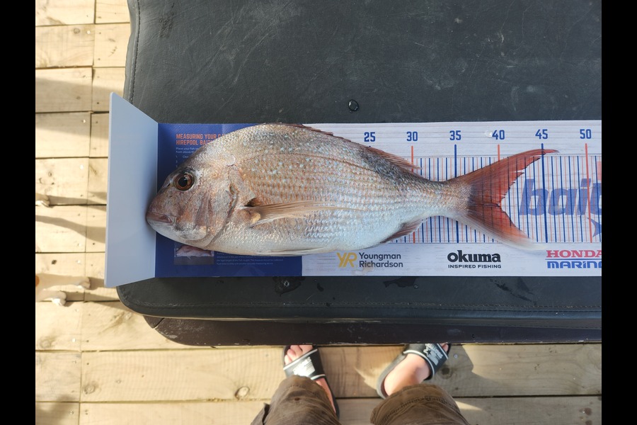Hardus Scheepers caught this 39.5cm Snapper at Kapiti during The Export NZ Fishing Competition