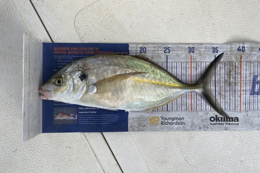 Aden Herbert caught this 33.5cm Trevally at Mount Maunganui  during The Export NZ Fishing Competition