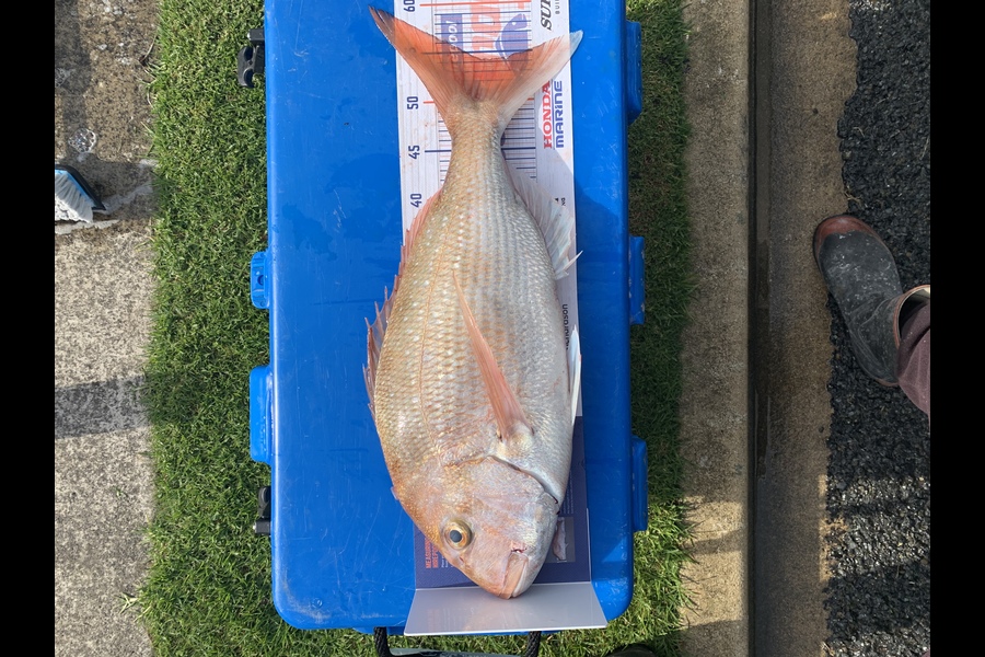 Rhys Broadmore caught this 54.0cm Snapper at New Plymouth  during The Export NZ Fishing Competition