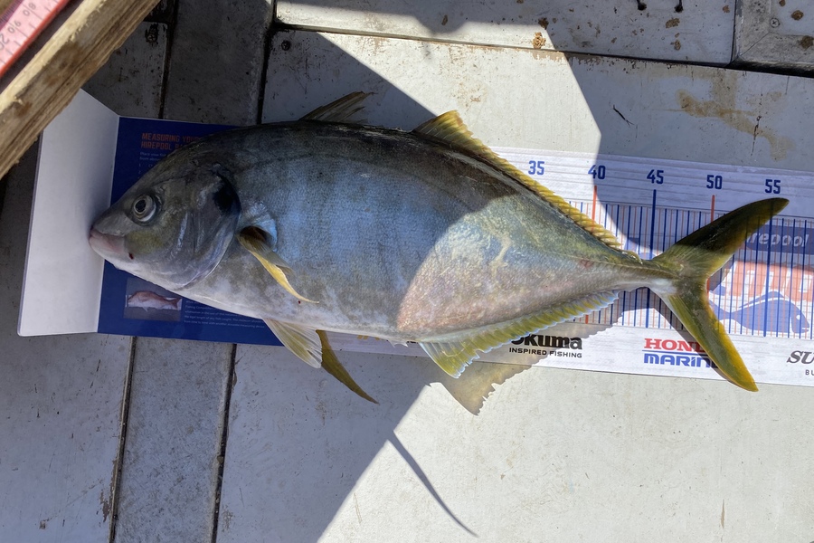 Scott Marriott caught this 49.5cm Trevally at Mana during The Export NZ Fishing Competition