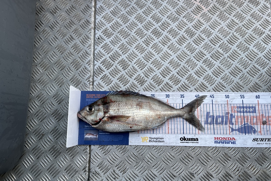 Laura Young caught this 38.5cm Tarakihi at Durville during The Export NZ Fishing Competition