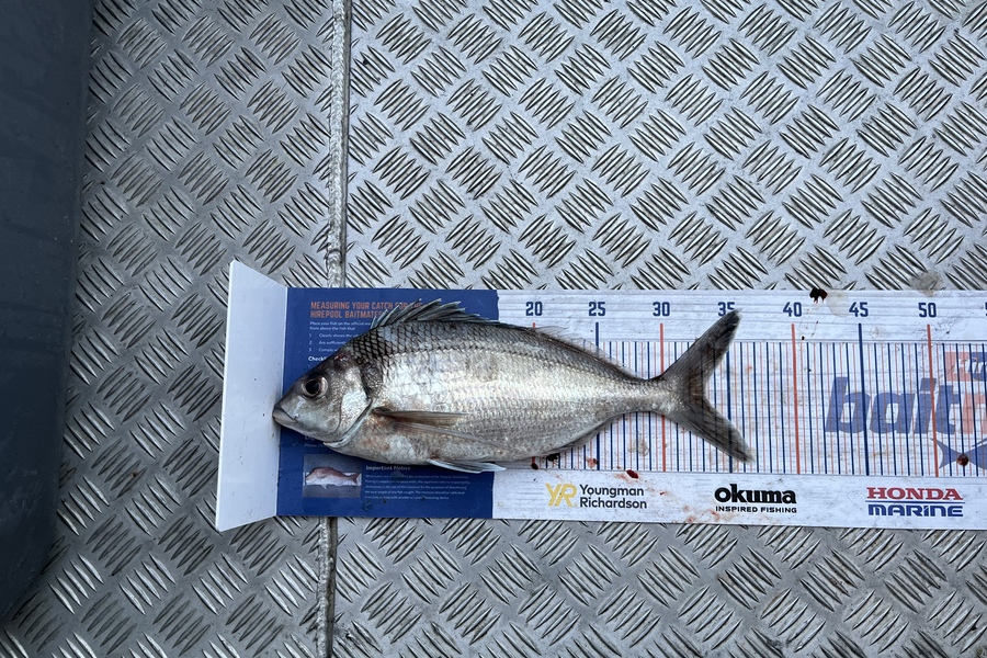 Rowan Young caught this 33.0cm Tarakihi at Durville during The Export NZ Fishing Competition