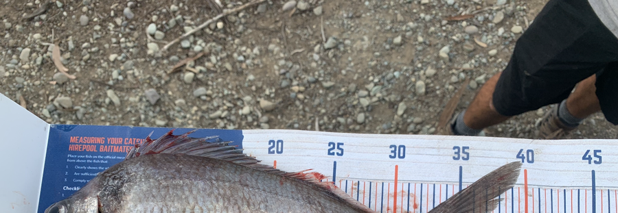 Christopher  Reynolds  caught this 35.5cm Tarakihi at Milford Sound  during The Export NZ Fishing Competition