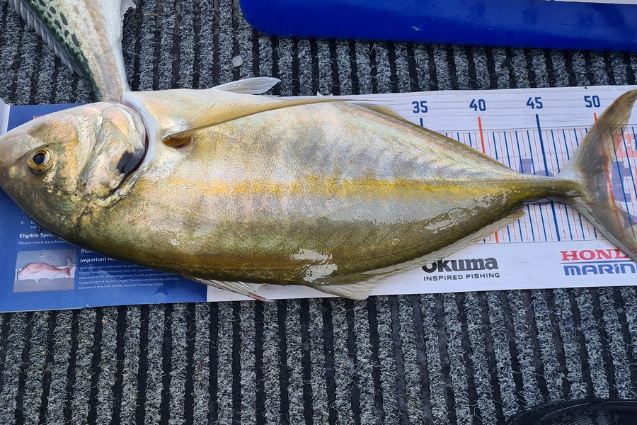 Ray Carter caught this 49.5cm Trevally at Tauranga during The Export NZ Fishing Competition