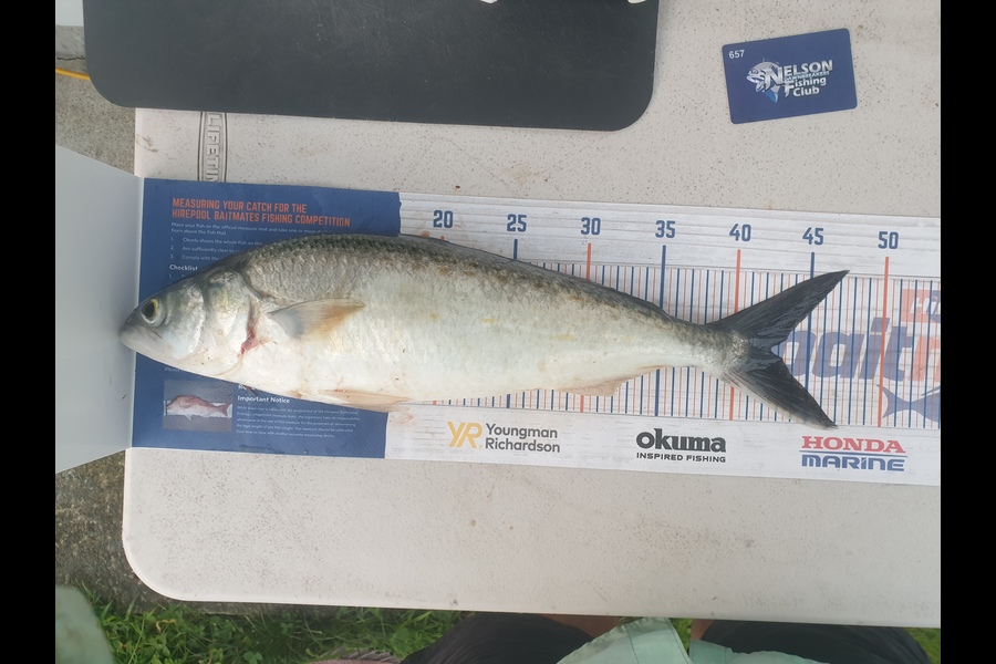 Gareth  Nicholson  caught this 42.0cm Kahawai at Tasman Bay during The Export NZ Fishing Competition