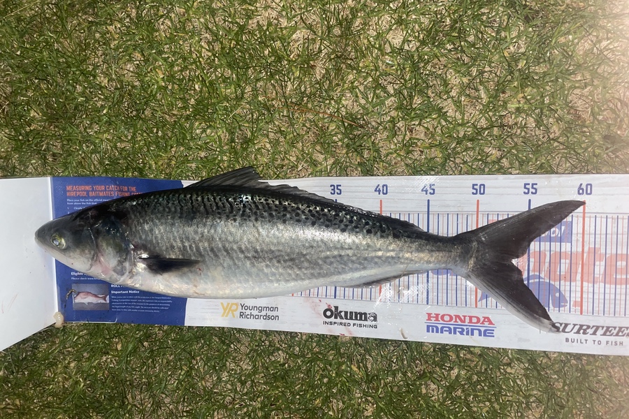 Louis Tyrrell caught this 53cm Kahawai at Taranaki  during The Export NZ Fishing Competition