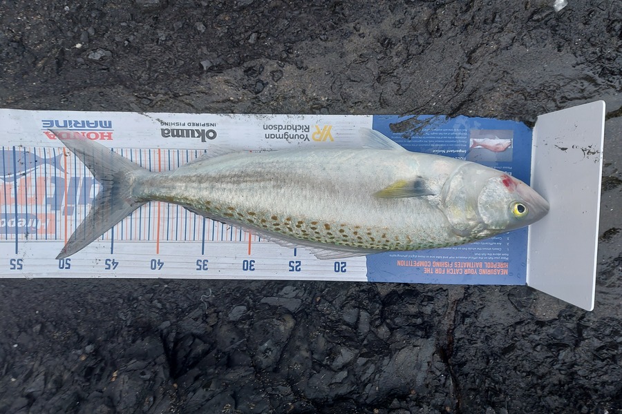 Edwin Tienzo caught this 46.0cm Kahawai at Whatipu during The Export NZ Fishing Competition