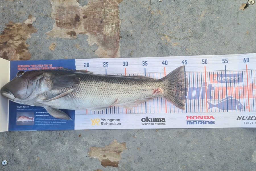 Steve Roberts caught this 45.5cm Blue Cod at Marlborough Sounds during The Export NZ Fishing Competition