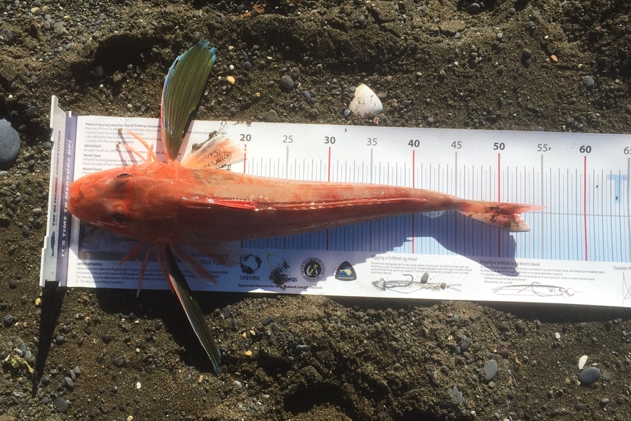 Peter Jones caught this 51.5cm Gurnard at marlborough  during The Export NZ Fishing Competition