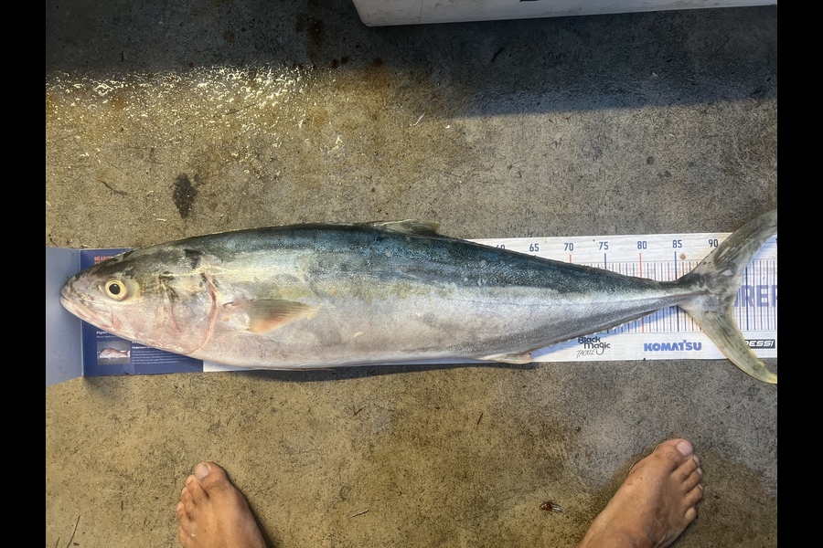 Luke Slobbe caught this 93.0cm Kingfish at Kapiti during The Export NZ Fishing Competition