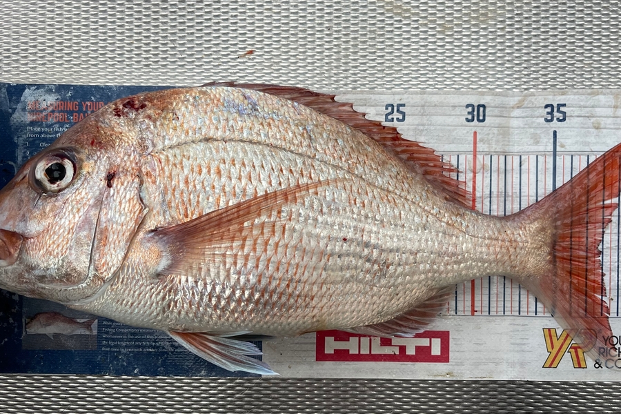 Brendan Lochead caught this 37.5cm Snapper at Rangitoto channel during The Export NZ Fishing Competition
