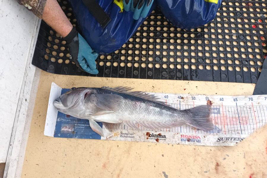 Mike Ashton caught this 55.5cm Blue Cod at Otago coast during The Export NZ Fishing Competition