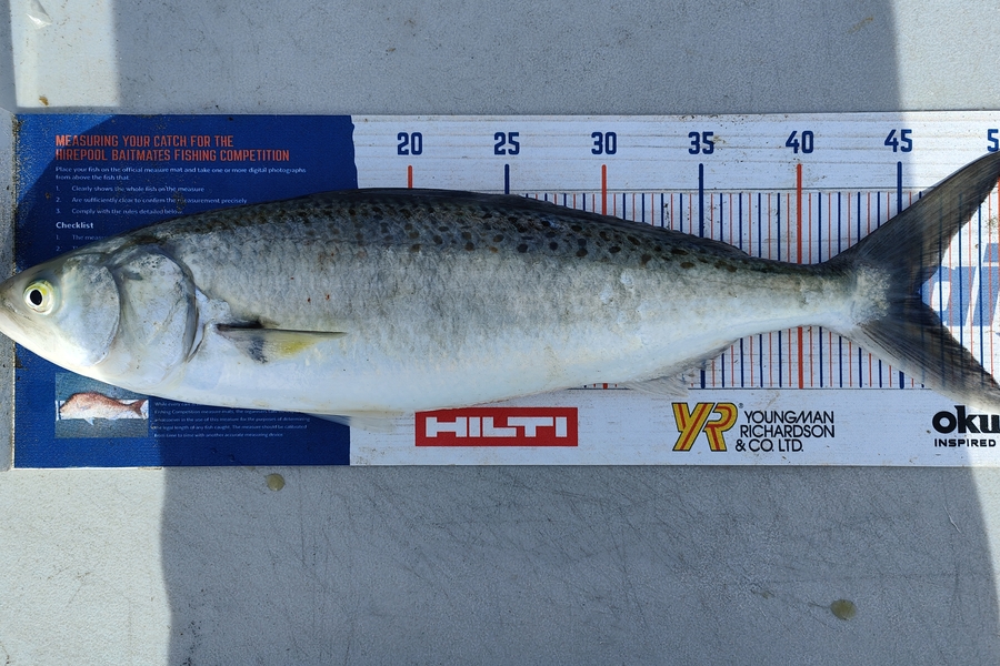 Nikora Wild caught this 45.5cm Kahawai at Himatangi  during The Export NZ Fishing Competition