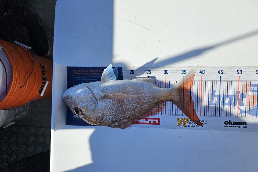 Amal Soman caught this 37.0cm Snapper at Auckland  during The Export NZ Fishing Competition