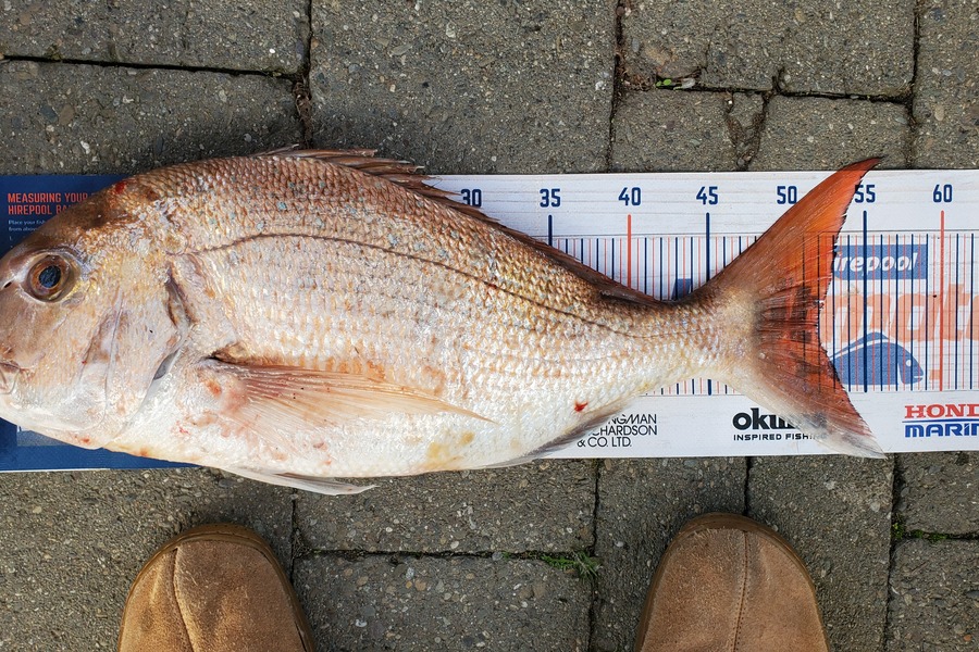 Rob Maskill caught this 52.0cm Snapper at Okiwi Bay, Marlborough during The Export NZ Fishing Competition